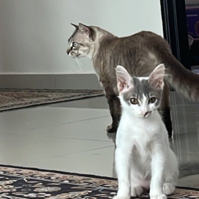 _wni_'s profile picture. Cats before You, Free Palestine 🇵🇸