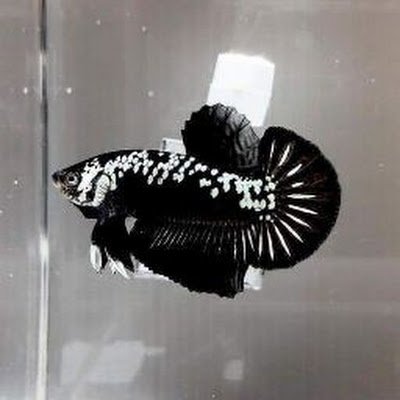 MartinTan899's profile picture. Belajar garap airdrop