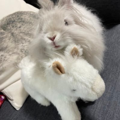 mugimugipyon2's profile picture. ライオンラビットのとんすけ🦁2024/1/1生まれˑ🐇̼͛ 試される大地に暮らすやんちゃﾎﾞｰｲです🐰