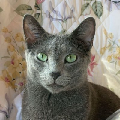 smokeyevilcat's profile picture. 