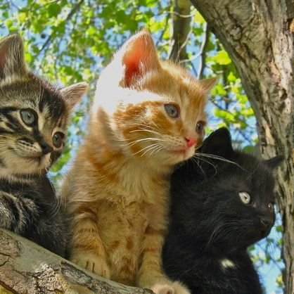 SoftieCakesii's profile picture. 🍡🫶🌈 ⌗ NO NSFW!! MINOR HERE!! (pls read my DNI for once) ┆ #FREEPALESTINE!! ┆ trying to be active. ┆ SHE/HER!! ┆ ⟡ FANDOMS: #DogMan and #SmilingCritters