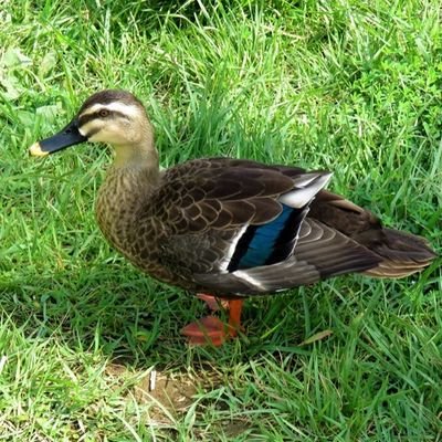 808yaoya54's profile picture. 日本を何とか守り切りましょう。日本人の力は団結力と創造性です。諸外国と同じ思いを子供の世代にさせてはなりません。
サブ垢なのですが変なアカがフォローしてくるのが意味不明。イ―ロン氏、何とかして。