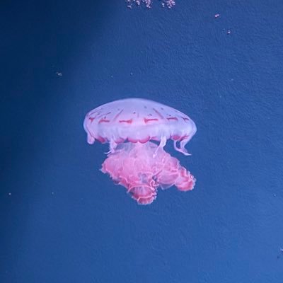 いなきさんのプロフィール画像