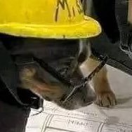 alcoholgetaway's profile picture. 🦇🪙//🐕🐩🦮🐕‍🦺