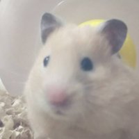 ころも (@_ko_ro_mo_) 's Twitter Profile