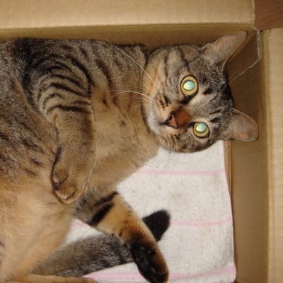 kinkinkikikikin's profile picture. シニたい⸜(* ॑꒳ ॑* )⸝目標できた！乳輪と下のくろさを綺麗にすること