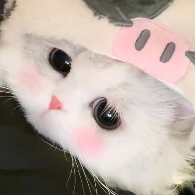 QoozQ's profile picture. さぶ