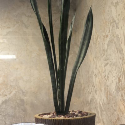 SForoughB's profile picture. PHILO