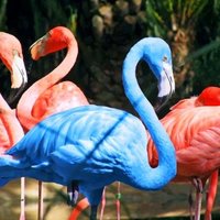 Flamingo America (@psoon44727) 's Twitter Profile