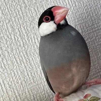 🌱文鳥と暮らす女です🌱/音丸🐣2017.12産まれ/お豆🐣2021.11.24産まれ~2022.12.4🌈/動物全般大好きです/文鳥の事日常の事etc.....呟きます/無言フォロー大歓迎です🧸キャラクターモノ大好き🫶🏻💗SnowMan🫰🏻寺西拓人💓平成フラミンゴ🦩🦩