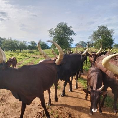 calibeAmar100's profile picture. It's a process