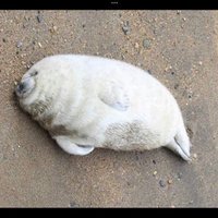 はじ本垢イカれたからこれでやる (@3znjkryjzjjffhq) 's Twitter Profile