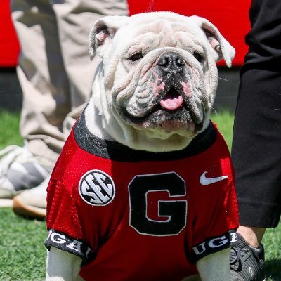 fumage_4123's profile picture. こんにちは、ただのGeorgiaファンです。
来季はAcaden Lewisを中心に応援したいです。(お金に余裕があれば)
カレッジの他のチームも観ています。(最近サボり気味)
#GoDawgs #カレッジ雑レポ
本アカ→@fumashi_4123