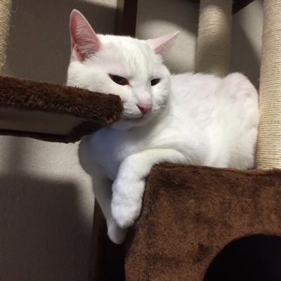 きいさんのプロフィール画像