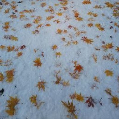 JsLDDmrSz63629's profile picture. 