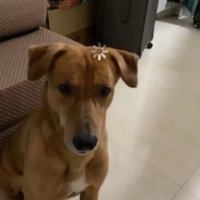 Armesh Pereira (@pereiraarmesh) 's Twitter Profile