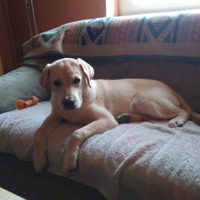 snoopy6318's profile picture. Kartellparteien sind unser Untergang. Nur noch AfD 💙💙💙
Nafo Trolle und UA werden geblockt. Hab von Kriegstreibern die Schnauze voll.🤮