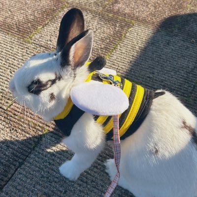 とっしーさんのプロフィール画像