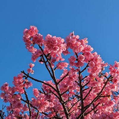 guilboro's profile picture. 