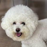 CHI 蔡 (@xiao_chii) 's Twitter Profile