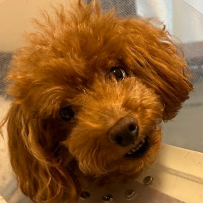 yumiko054620035's profile picture. ONEOKROCK、ReNのLIVE参戦/ガーデニング/トイプードル2匹/料理作るの好き/キャンピングカーで温泉、日本1周したい/ 介護福祉士/知らない方とのDMは基本しません。返信しない時もあります🙇‍♀️