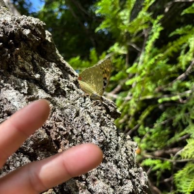 蝶採集してます👀＃蝶＃生き物