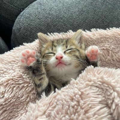 pisikkedicat's profile picture. Beğendiği paylaşımları RT yapan hesap 🐱🐶