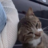 みみ (@mktogbl) 's Twitter Profile