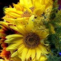 Luara Silva (@lucivan26872088) 's Twitter Profile