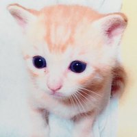 萩 (@hiyoko34778556) 's Twitter Profile Photo