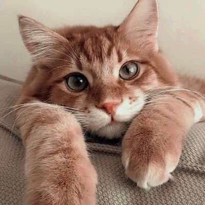 Alexandracred's profile picture. Engineer. Bitcoin, data viz., space, art