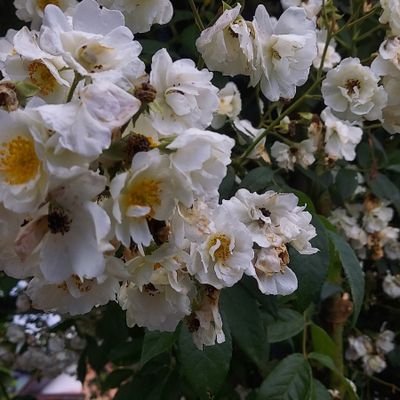 あいしていたのにさんのプロフィール画像