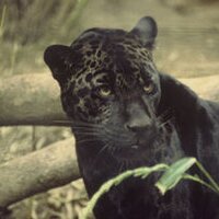 Pantherlodging (@pantherlodging) 's Twitter Profile