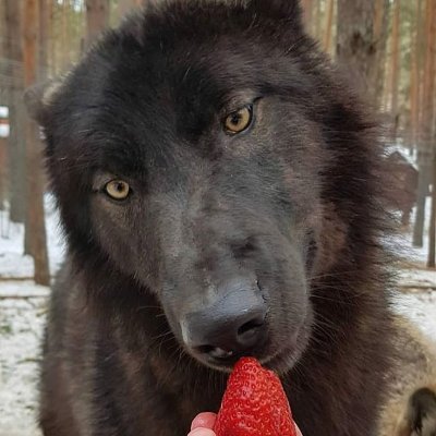 sugarplumwolf69's profile picture. lalala