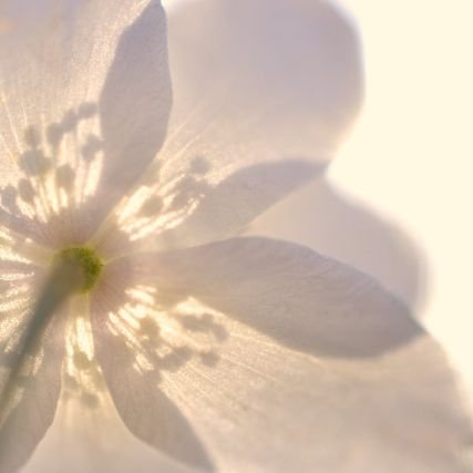 aru_0k8's profile picture. 