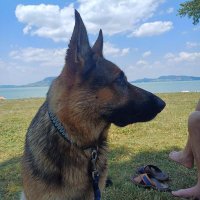 💙frlwolfbaendiger💙🇩🇪 (@frlwolfbaediger) 's Twitter Profile Photo