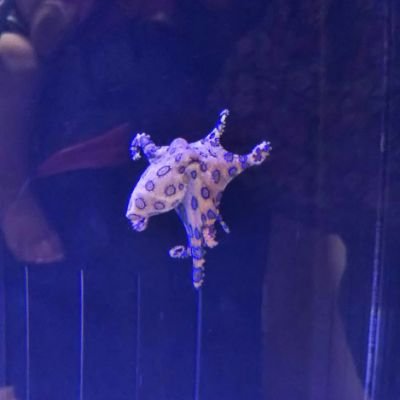 endoDR10's profile picture. Vtuberをよく見てて最近はななしいんくを見てます