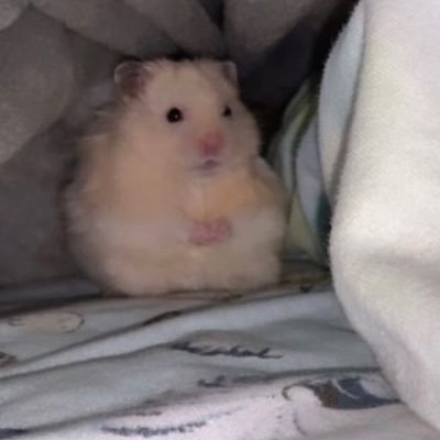 cat_beloved's profile picture. デンタル廃ジニスト