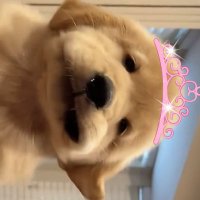 𝗁𝖺𝗉𝗉𝗂𝗂𝖺𝖺𝗉𝗉 2nd :) (@modifsh) 's Twitter Profile