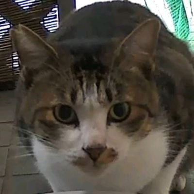 HinacaFen's profile picture. 四季の風景や、昔ながらの日本の風情が好きです🌸
写真を撮りながら、旅先の小道を歩くのが楽しみ。
温泉と和食は心の癒し♨️🍚
ゆったりと、でも好奇心は忘れずに暮らしています。