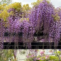 ひとみ💜☃️ (@hmfz11050505sn) 's Twitter Profile Photo