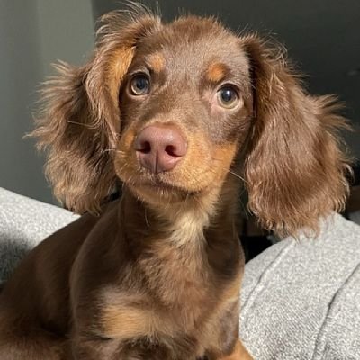 Looking for a loyal companion?As a reputable Dachshund breeder,I have adorable puppies with playful, affectionate personalities.Drop me a 💌 for availab puppies