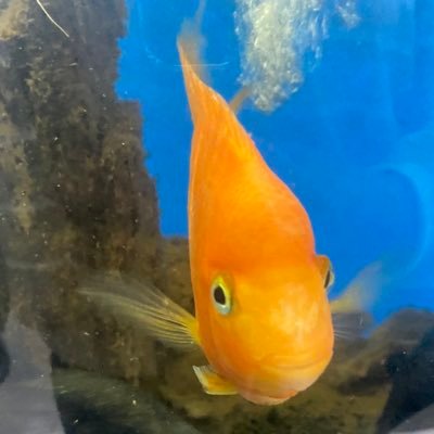 heydipaaa¹ᐟ Profile