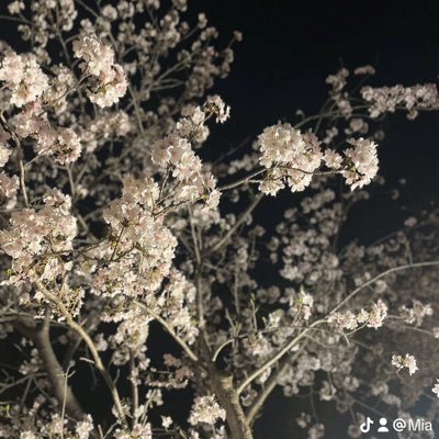 San3Akanishi's profile picture. 