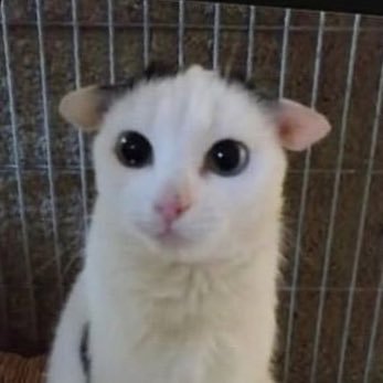 BNihonium3996's profile picture. ̟ ᘎ too shy to follow on main account aghagahagahahaga ⊹ 
ᰋ. 18 :  (🇲🇾) ᰍ