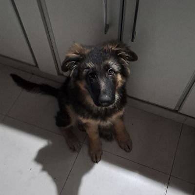 JoaquitoRc's profile picture. lincru
@joaacorc