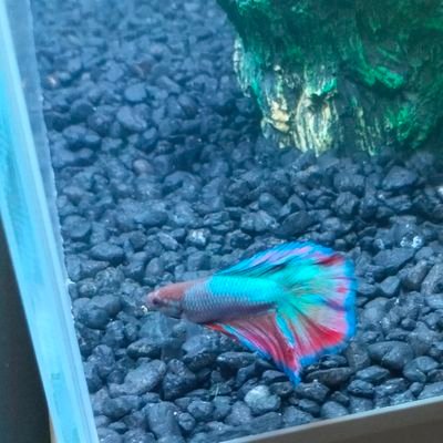 Renatius439026's profile picture. 