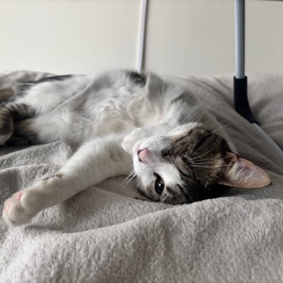 fenacastillo's profile picture. 