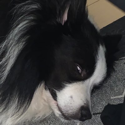 保護犬ボーダーと鰤さんのプロフィール画像