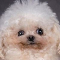 canadian cheese (@bc9649315575428) 's Twitter Profile